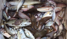  Xác minh thông tin 'xe đông lạnh mua cá chết tại Quảng Bình'